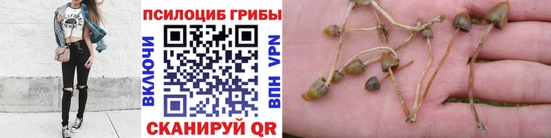 мега как зайти  где найти   Одинцово  Псилоцибиновые грибы Psilocybe 